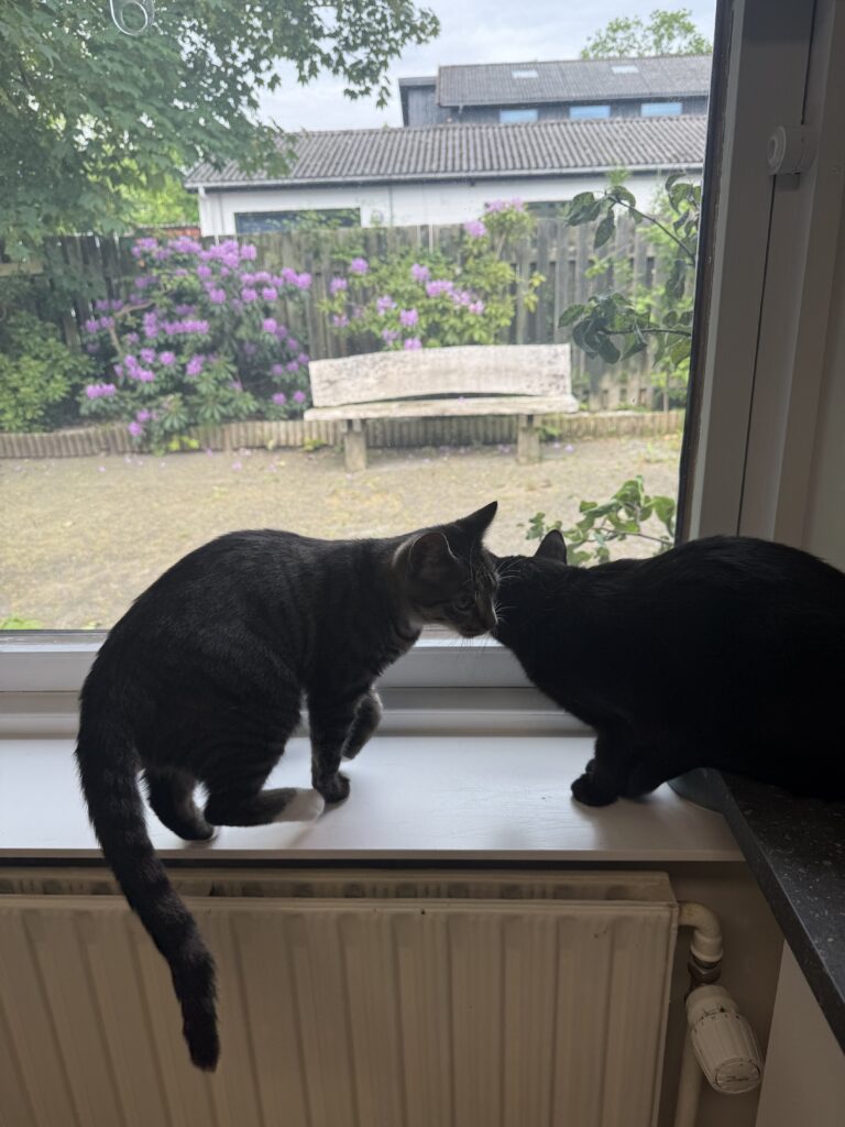 Kat ved vinduet i FaunaVet Dyreklinik