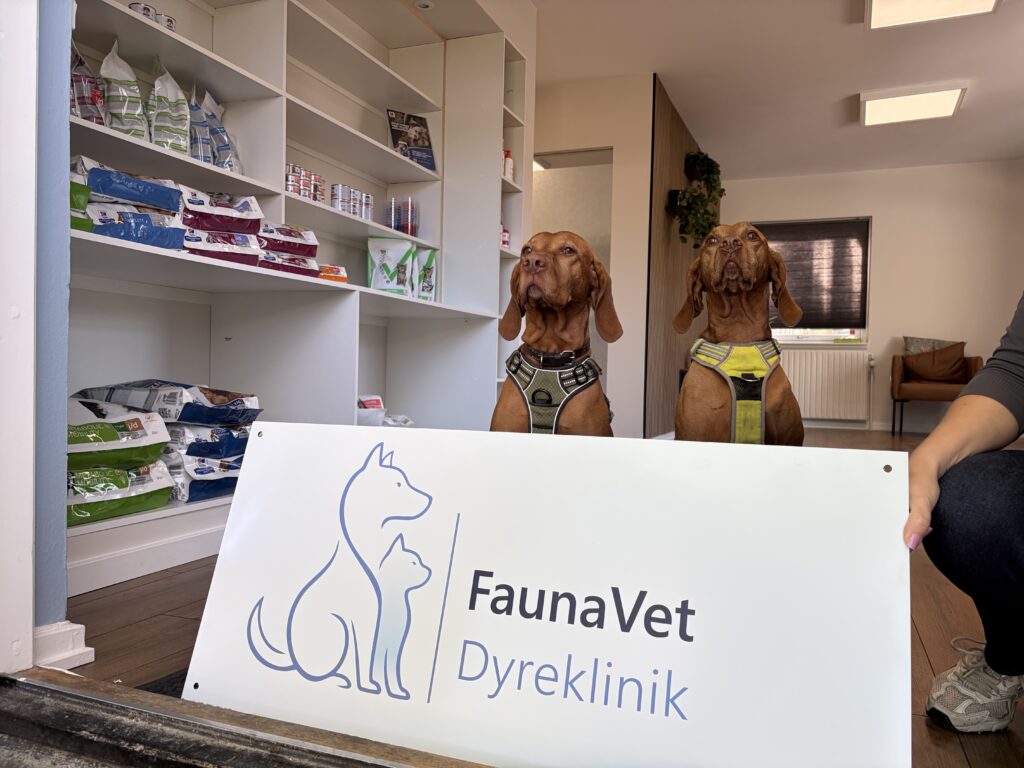 Hunde i FaunaVet Dyreklinik