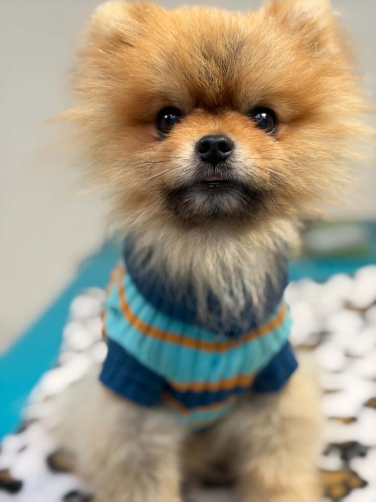 Hund hos FaunaVet Dyreklinik